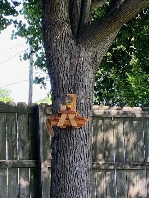 squirrel feeder squirrel feeder