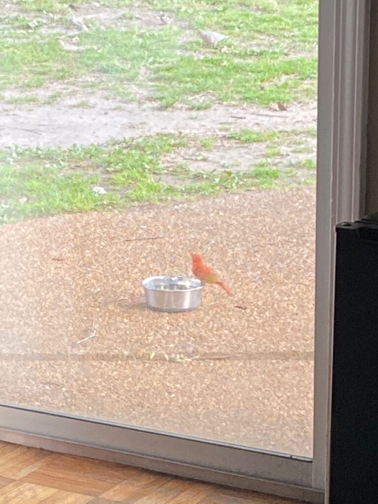 summer tanager summer tanager