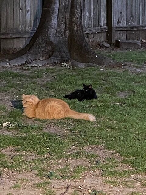 halloween cats halloween cats