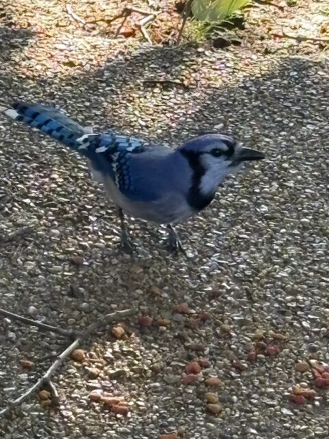 blue jay on patio