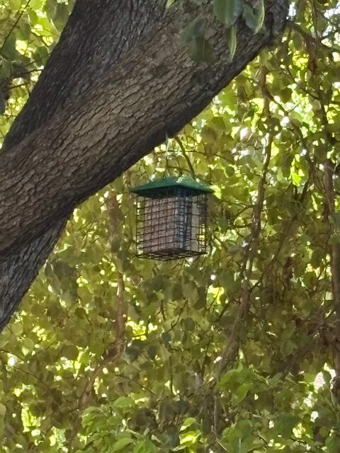 suet feeder