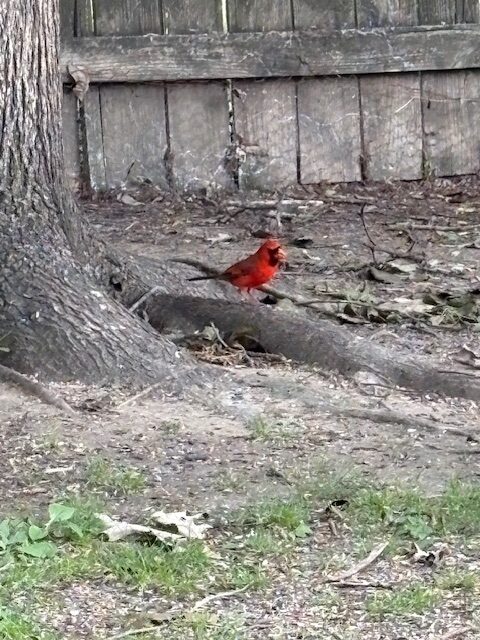 cardinal in the yard