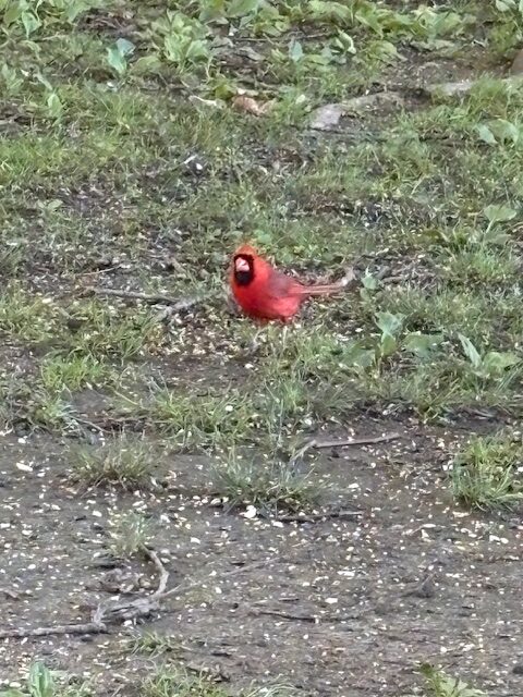 cardinal st. francis