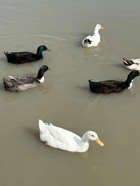 ducks