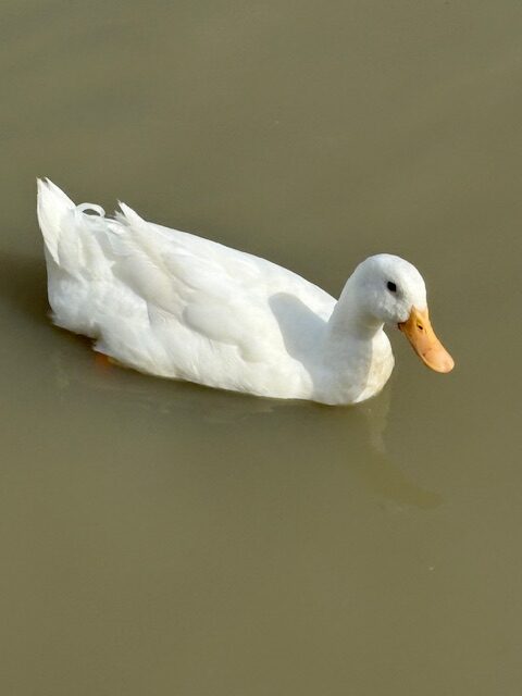 pekin duck