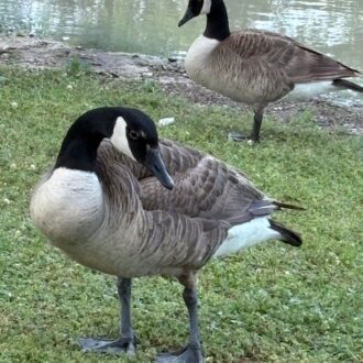 canada goose