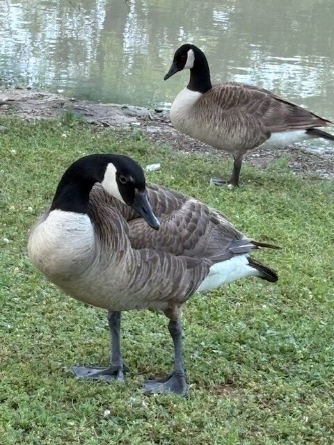 canada goose