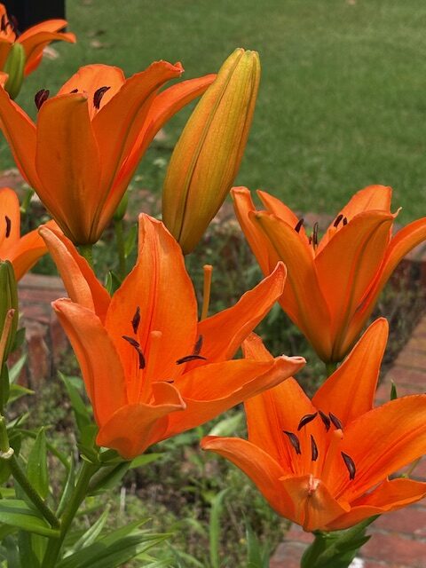 orange lily