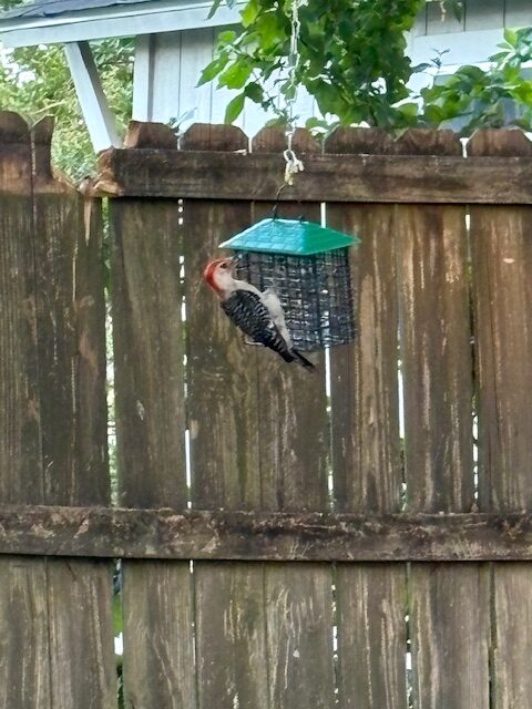 red breasted woodpecker red breasted woodpecker