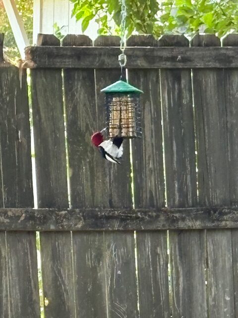 red headed woodpecker red headed woodpecker