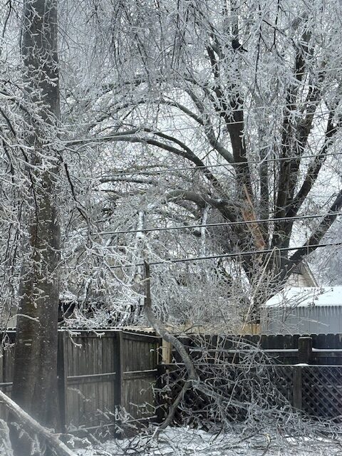 winter storm fern
