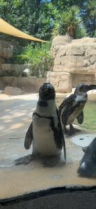 dallas zoo penguins